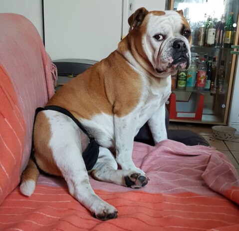 Continental Bulldog Seeblickbulls 190702 Continental Bulldog Seeblickbulls 190702