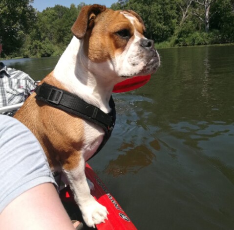 Continental Bulldog Seeblickbulls 190704 Continental Bulldog Seeblickbulls 190704