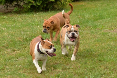 Continental Bulldog Seeblickbulls 190710 Continental Bulldog Seeblickbulls 190710