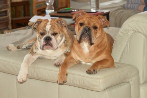 Continental Bulldog Seeblickbulls 190713 Continental Bulldog Seeblickbulls 190713
