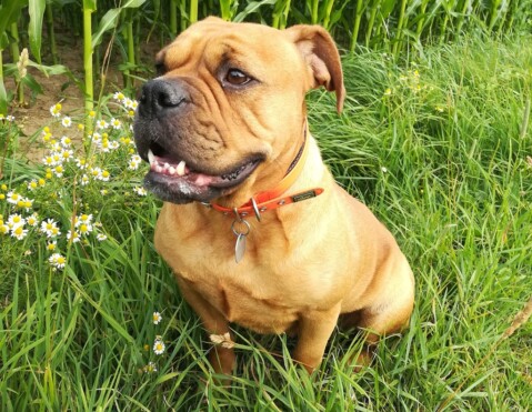 Continental Bulldog Seeblickbulls 190717 Continental Bulldog Seeblickbulls 190717