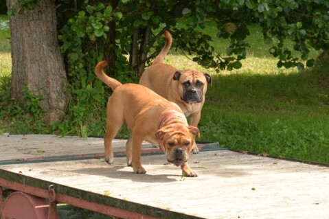 Continental Bulldog Seeblickbulls 190721 Continental Bulldog Seeblickbulls 190721