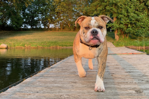 Continental Bulldog Seeblickbulls 190725 Continental Bulldog Seeblickbulls 190725
