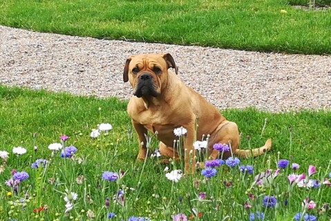 Continental Bulldog Seeblickbulls 190729 Continental Bulldog Seeblickbulls 190729