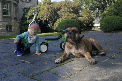 Continental Bulldog Seeblickbulls 190802 Continental Bulldog Seeblickbulls 190802