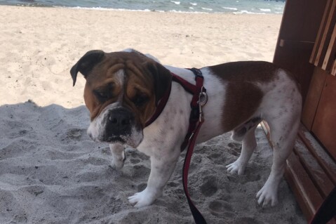 Continental Bulldog Seeblickbulls 190804 Continental Bulldog Seeblickbulls 190804
