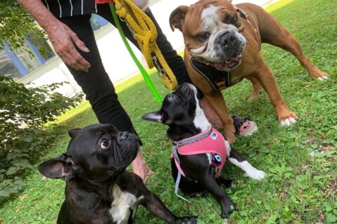 Continental Bulldog Seeblickbulls 190813 Continental Bulldog Seeblickbulls 190813
