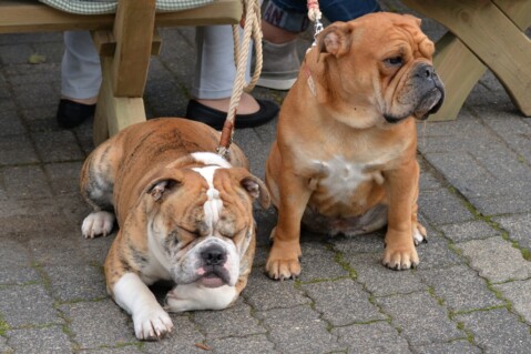 Continental Bulldog Seeblickbulls 190819 Continental Bulldog Seeblickbulls 190819