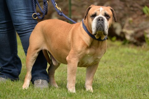 Continental Bulldog Seeblickbulls 1908323 Continental Bulldog Seeblickbulls 190823