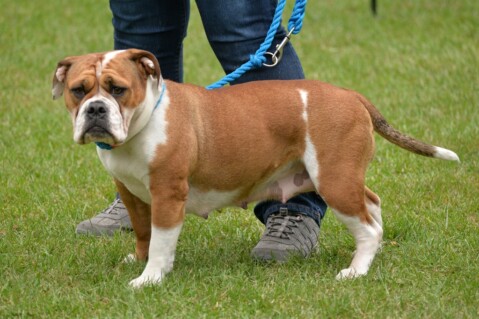 Continental Bulldog Seeblickbulls 190828 Continental Bulldog Seeblickbulls 190828