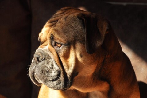 Continental Bulldog Seeblickbulls 191015 Continental Bulldog Seeblickbulls 191015