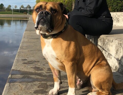 Continental Bulldog Seeblickbulls 191026 Continental Bulldog Seeblickbulls 191026