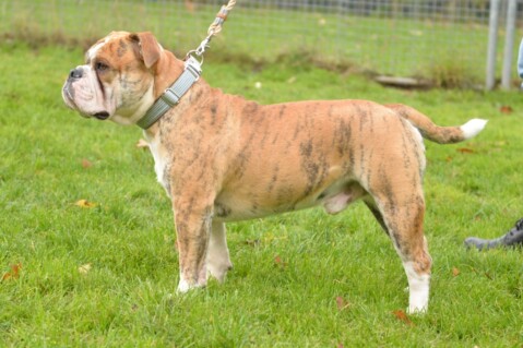 Continental Bulldog Seeblickbulls 191103 Continental Bulldog Seeblickbulls 191103