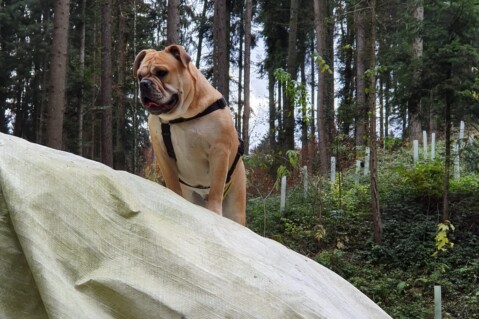 Continental Bulldog Seeblickbulls 191201 Continental Bulldog Seeblickbulls 191201