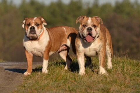 Continental Bulldog Seeblickbulls 200102 Continental Bulldog Seeblickbulls 200102