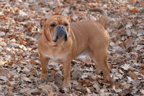 Continental Bulldog Seeblickbulls 200104 Continental Bulldog Seeblickbulls 200104