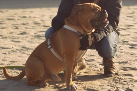 Continental Bulldog Seeblickbulls 200110 Continental Bulldog Seeblickbulls 200110