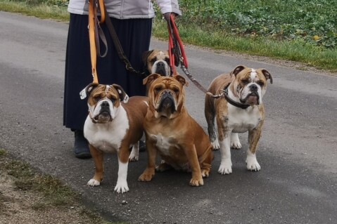 Continental Bulldog Seeblickbulls 200114 Continental Bulldog Seeblickbulls 200114