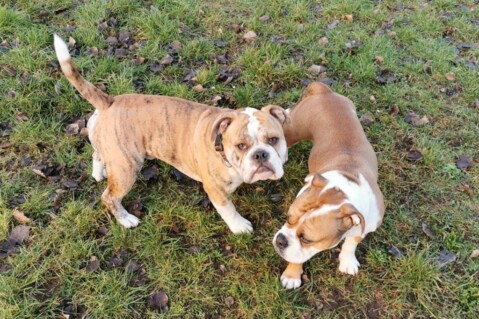 Continental Bulldog Seeblickbulls 200116 Continental Bulldog Seeblickbulls 200116