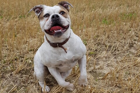 Continental Bulldog Seeblickbulls 200211 Continental Bulldog Seeblickbulls 200211