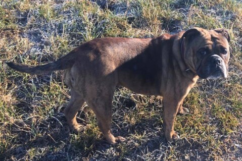 Continental Bulldog Seeblickbulls 200221 Continental Bulldog Seeblickbulls 200221