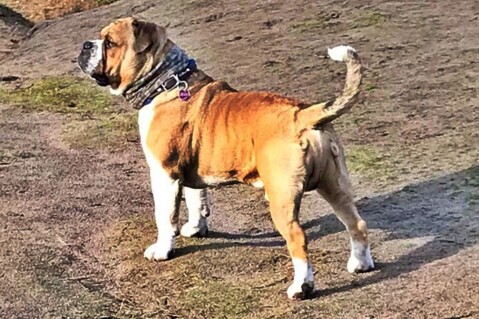 Continental Bulldog Seeblickbulls 200310 Continental Bulldog Seeblickbulls 200310