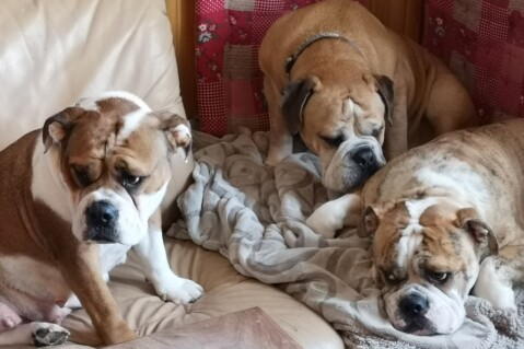 Continental Bulldog Seeblickbulls 200319 Continental Bulldog Seeblickbulls 200319