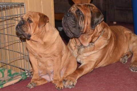 Continental Bulldog Seeblickbulls 200321 Continental Bulldog Seeblickbulls 200321