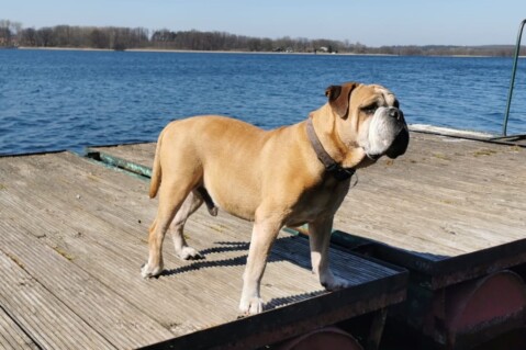 Continental Bulldog Seeblickbulls 200415 Continental Bulldog Seeblickbulls 200415
