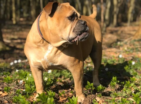 Continental Bulldog Seeblickbulls 200416 Continental Bulldog Seeblickbulls 200416