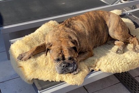 Continental Bulldog Seeblickbulls 200418 Continental Bulldog Seeblickbulls 200418