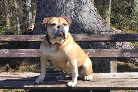 Continental Bulldog Seeblickbulls 200419 Continental Bulldog Seeblickbulls 200419