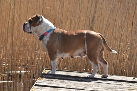 Continental Bulldog Seeblickbulls 200430 Continental Bulldog Seeblickbulls 200430
