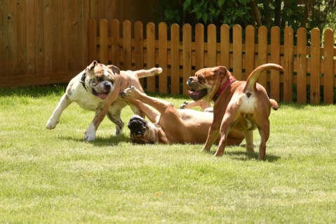 Continental Bulldog Seeblickbulls 200601 Continental Bulldog Seeblickbulls 200601