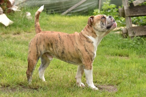 Continental Bulldog Seeblickbulls 200712 Continental Bulldog Seeblickbulls 200712