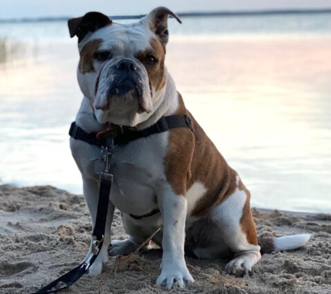 Continental Bulldog Seeblickbulls 200821 Continental Bulldog Seeblickbulls 200821