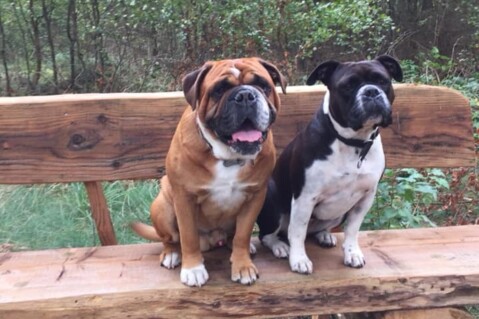 Continental Bulldog Seeblickbulls 200915 Continental Bulldog Seeblickbulls 200915