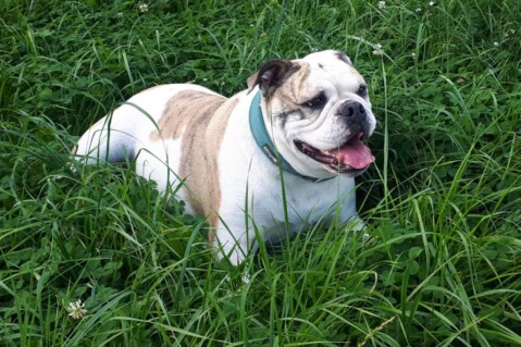 Continental Bulldog Seeblickbulls 200921 Continental Bulldog Seeblickbulls 200921
