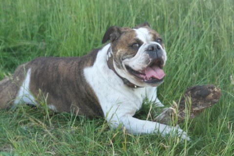 Continental Bulldog Seeblickbulls 200926 Continental Bulldog Seeblickbulls 200926
