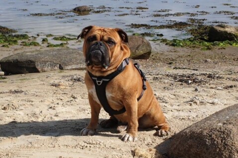 Continental Bulldog Seeblickbulls 201016 Continental Bulldog Seeblickbulls 201016
