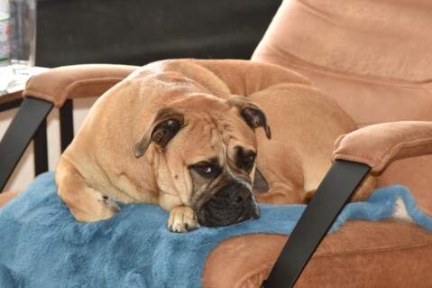 Continental Bulldog Seeblickbulls 201020 Continental Bulldog Seeblickbulls 201020