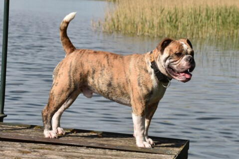Continental Bulldog Seeblickbulls 201022 Continental Bulldog Seeblickbulls 201022