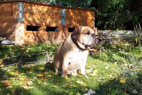 Continental Bulldog Seeblickbulls 201030 Continental Bulldog Seeblickbulls 201030