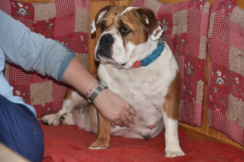 Continental Bulldog Seeblickbulls 201103 Continental Bulldog Seeblickbulls 201103