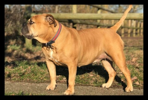 Continental Bulldog Seeblickbulls 201126 Continental Bulldog Seeblickbulls 201126