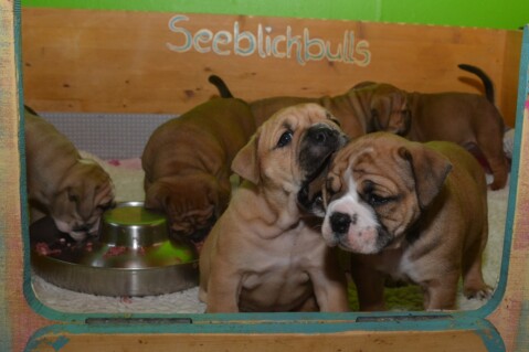 Continental Bulldog Seeblickbulls 201213 Continental Bulldog Seeblickbulls 201213