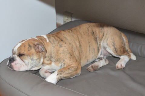 Continental Bulldog Seeblickbulls 201215 Continental Bulldog Seeblickbulls 201215
