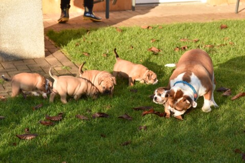 Continental Bulldog Seeblickbulls 201217 Continental Bulldog Seeblickbulls 201217