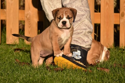 Continental Bulldog Seeblickbulls 201219 Continental Bulldog Seeblickbulls 201219