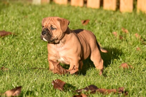 Continental Bulldog Seeblickbulls 201221 Continental Bulldog Seeblickbulls 201221